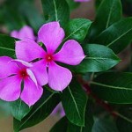 300px-Catharanthus_roseus_Bain_fleur